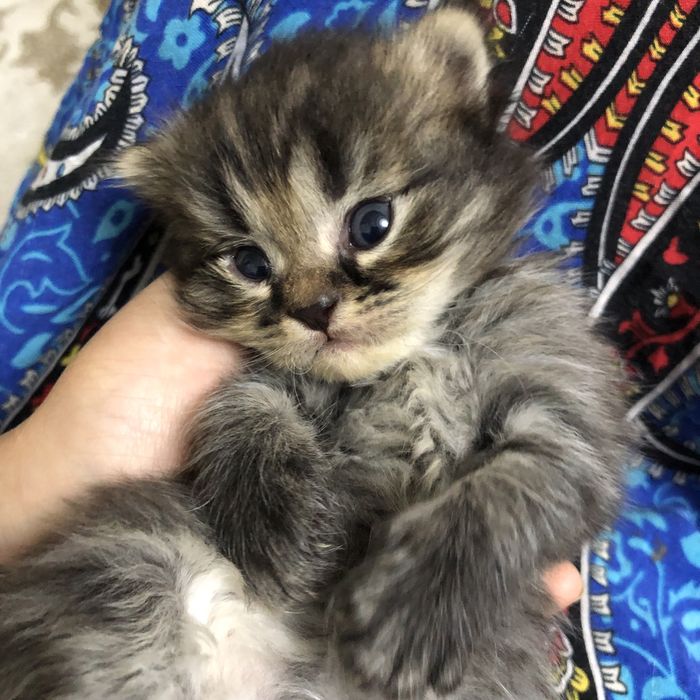 пушистый шотландский котёнок