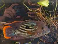 Ciclide americane