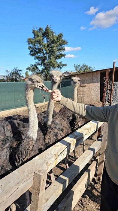 Vând sau schimb struț african