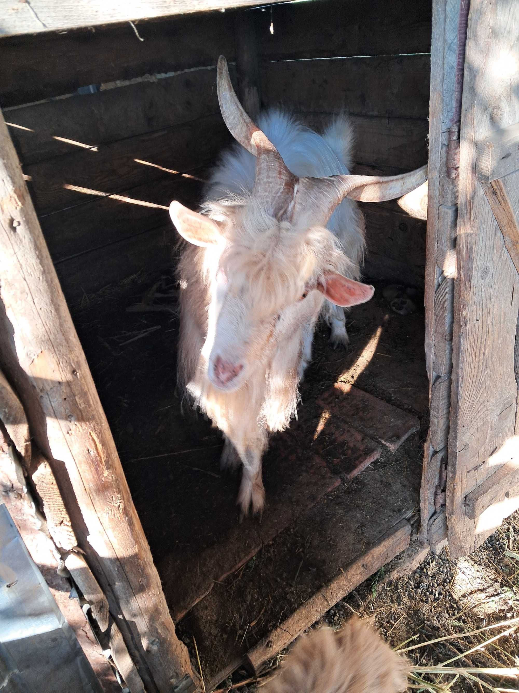 VAND DOI TAPii in privat