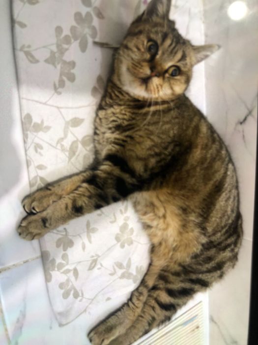 Отдам в добрые руки кошку .