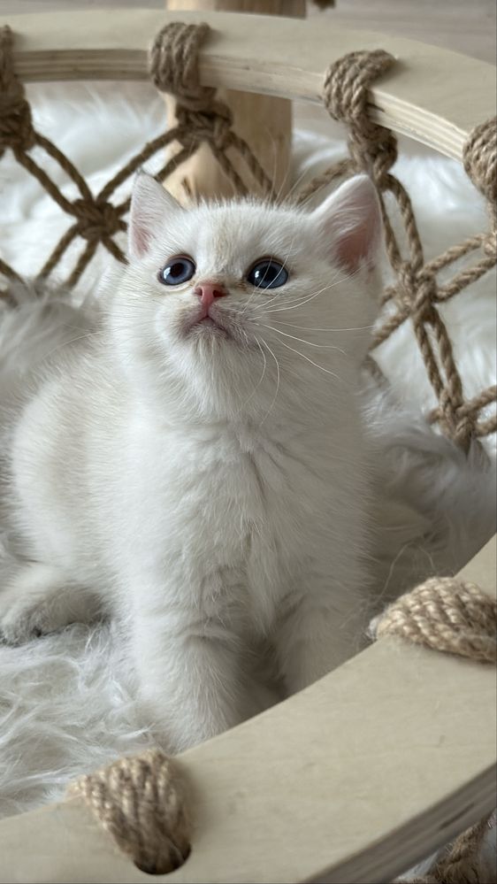 Серебристая шиншилла!