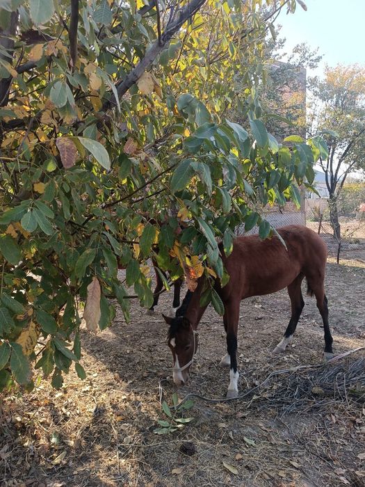Құлынды бие өте жуас сатылады