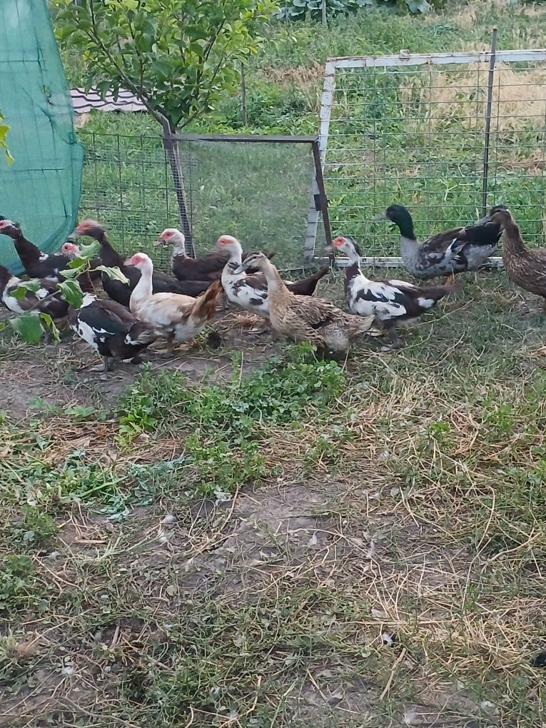 Vând rațe și rățoi.