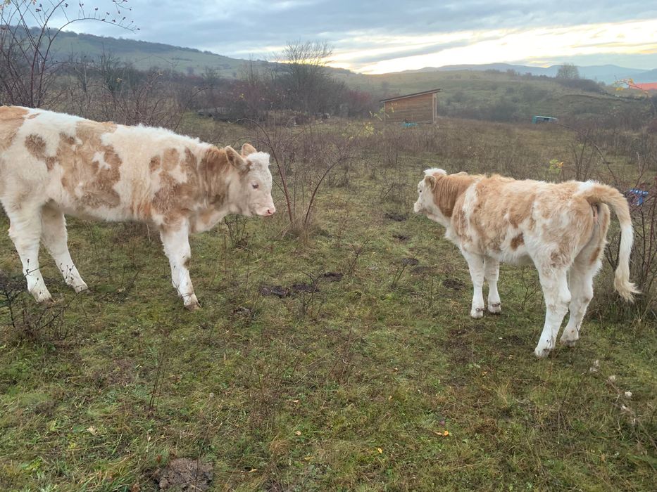 Vând două vițele