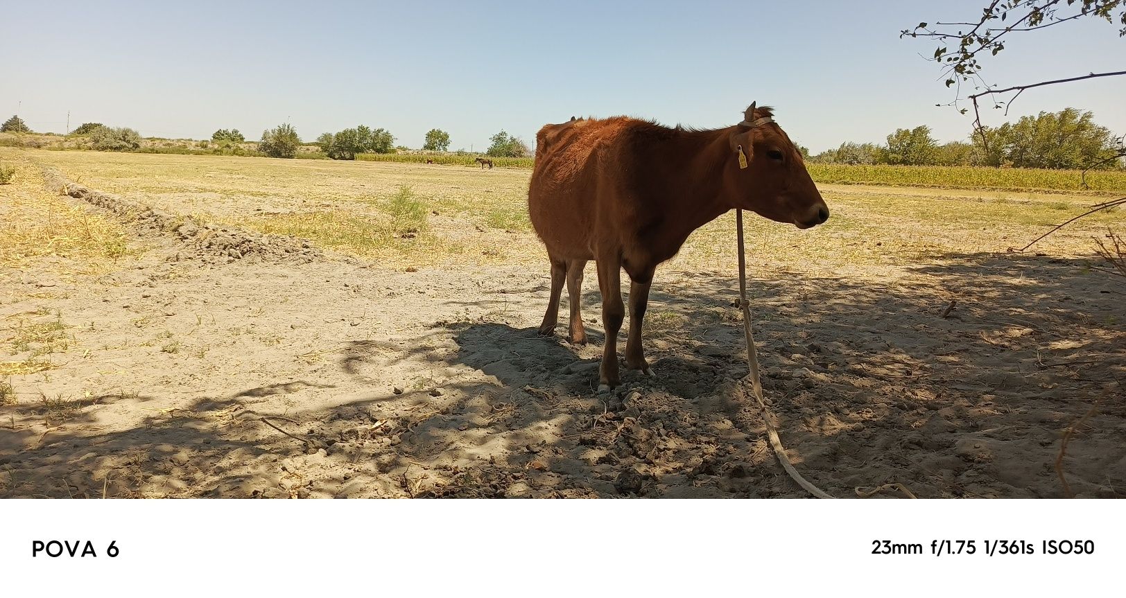 Sigirimiz sotiladi oladiganlar uchun kelishimiz  qisr mol tez oʻzgarad