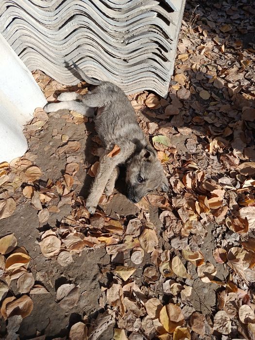 Ищем добрых хозяев!