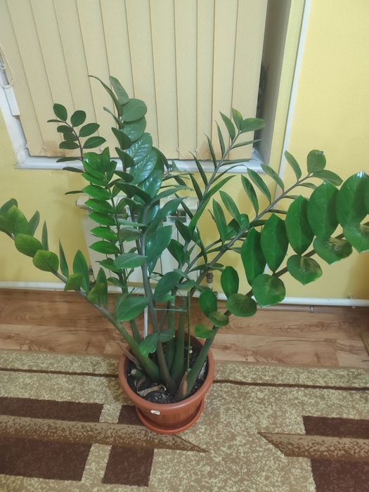 Цветок для дома и офиса