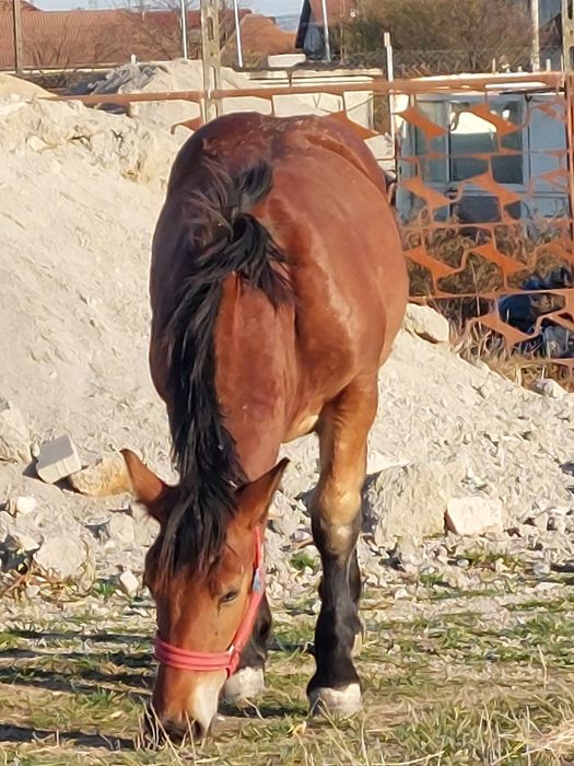 Vand mânza murga de noua  luni