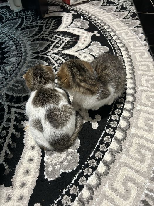 Шотландски британски чинчила котета