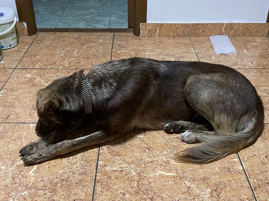 Scortisoara cauta casuța
