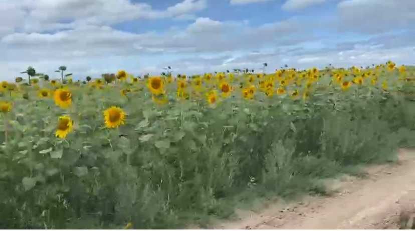 Продам Пашню, КУ, Пастбища, Сенокос - 4000 га.