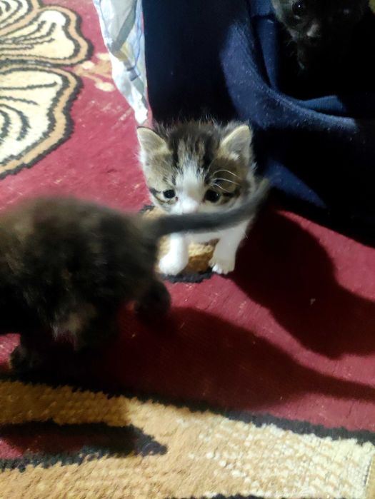 Отдам в добрые руки котят.