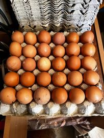 Домашни яйца цена 0.50ст бр