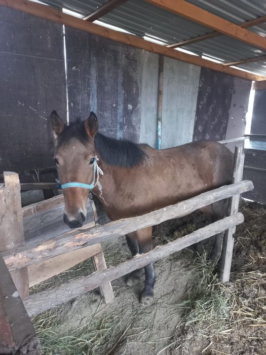 Соғым сатам 2 жасар