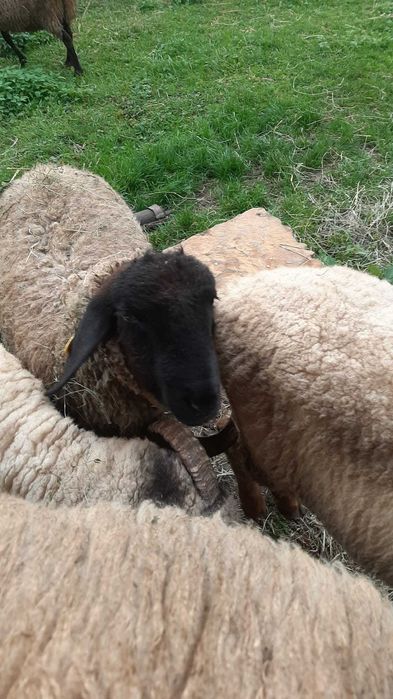 Miei metis suffolk 18 RON/kg viu