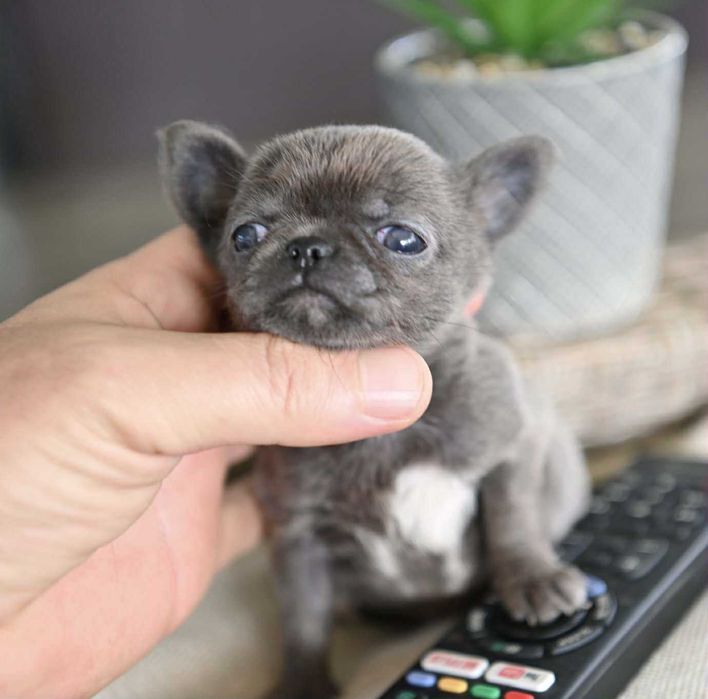 Женско миниатюрно чихуахуа синьо