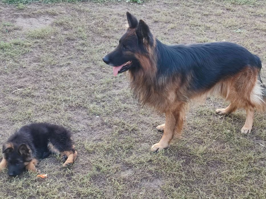 Продам щенков немецкой овчарки