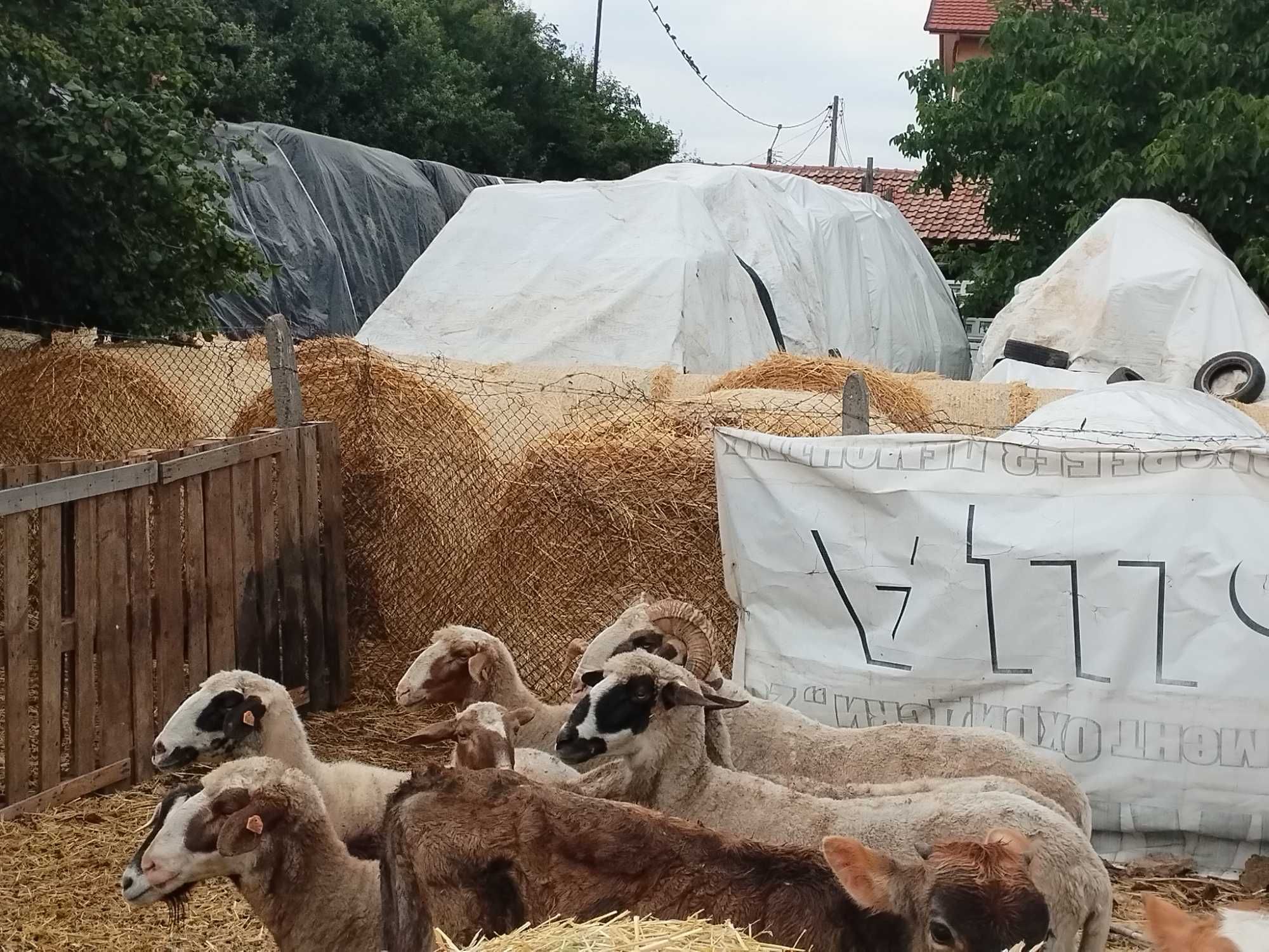 Продавам овце и агнета