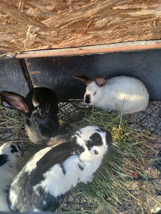 Iepuroaice de vanzare