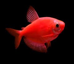 Pesti de Acvariu ; Tetra color