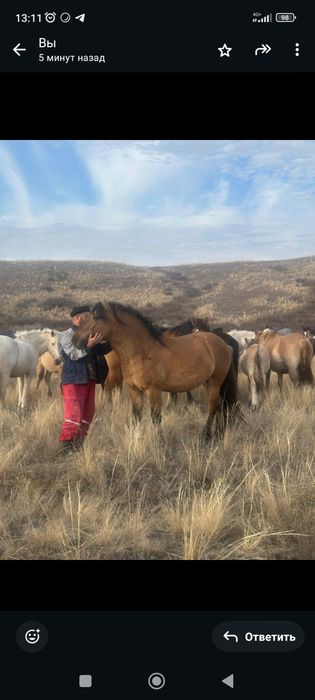 Айғыр сатам үйір ұстауы керемет