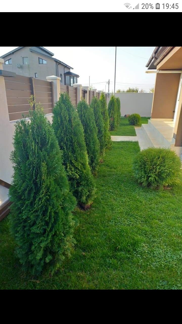 Vând o gamă largă de plante ornamentale