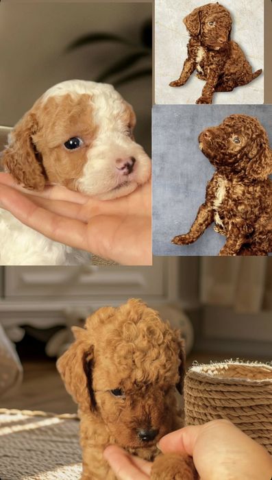 Мини пудели търсят стопани