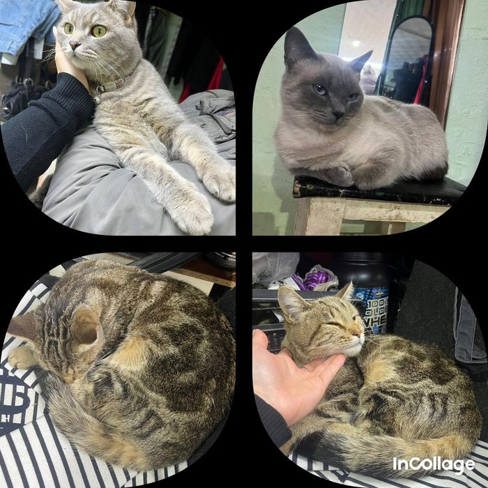 Отдам в добрые руки