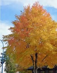 Arborele De Zahar ( Katsura)