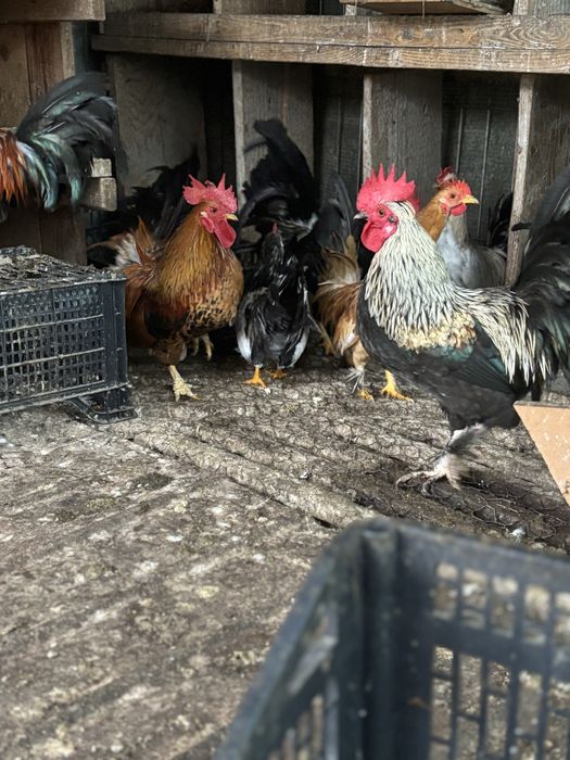 Vand cocosi pitici tineri