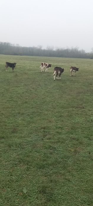 viței de la 3 la 5 luni 3bucăți vitele toate.