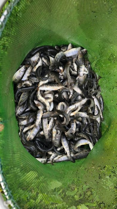 Vând puiet păstrăv fântânel