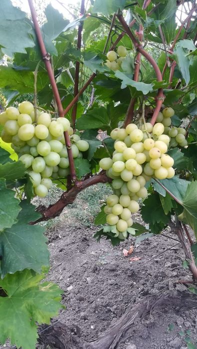 Butași de vita de vie de anul 3