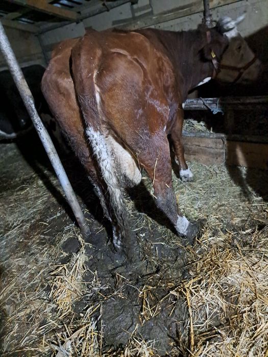 Vind 2 vaci gestante 1 mai are și lapte.