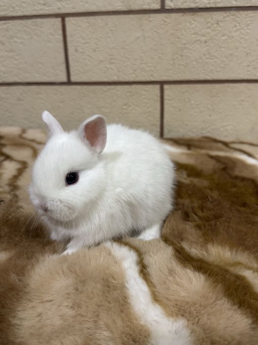 Karlik dekarativ quyon bolalari