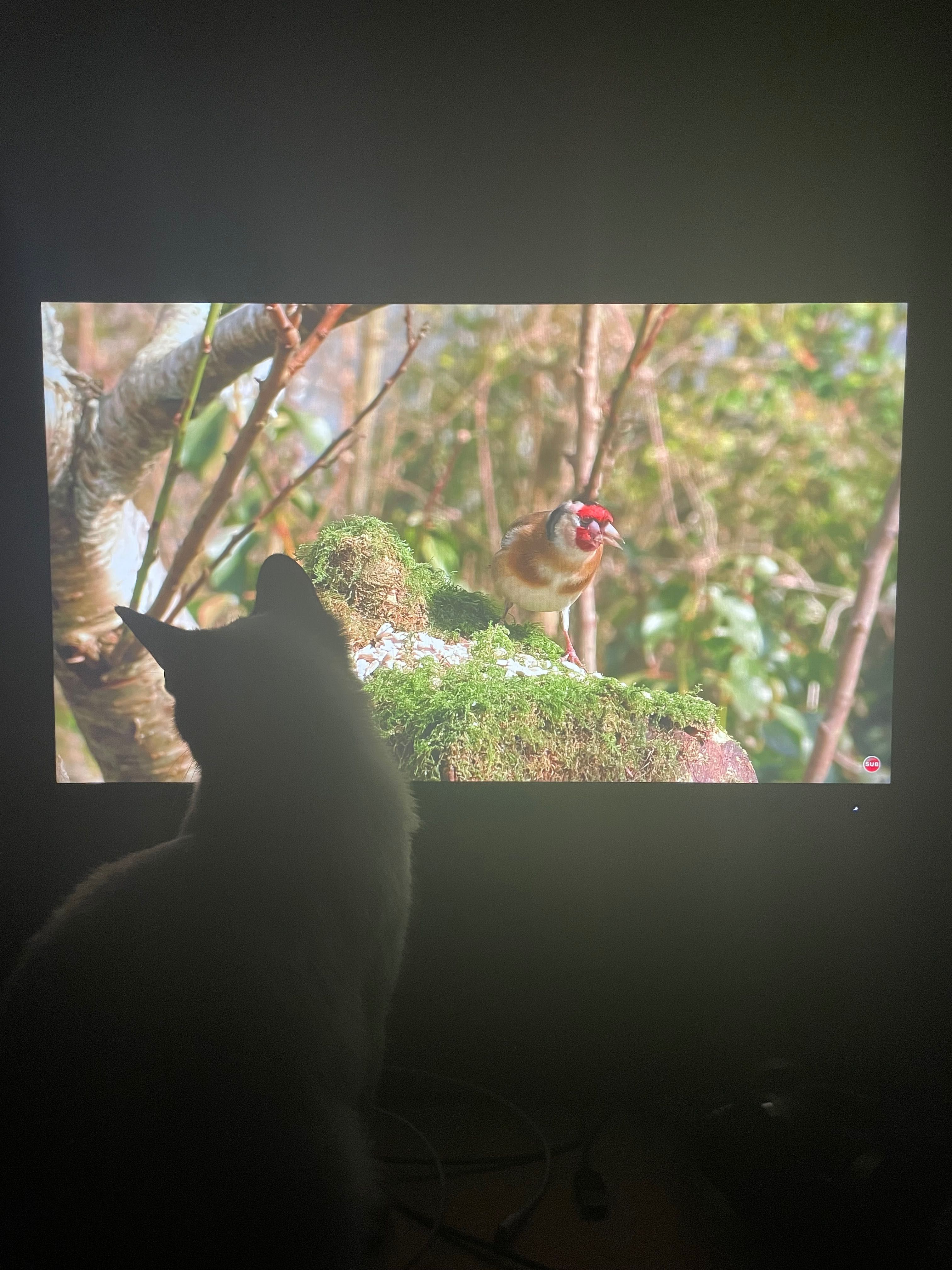 Dell 24" P2419HC
