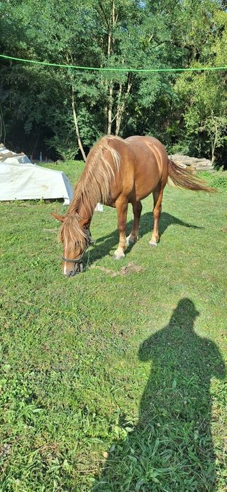 Vând manza de 3 ani