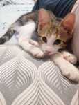 Коте търси своя човек