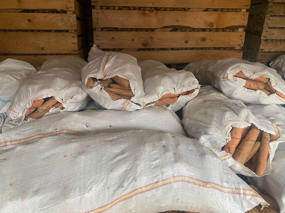 Vand morcovi consum Niagara F1