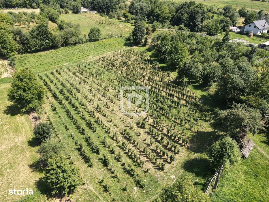 Ferma agricola, plantatii de mure, trandafiri, vita-de-vie