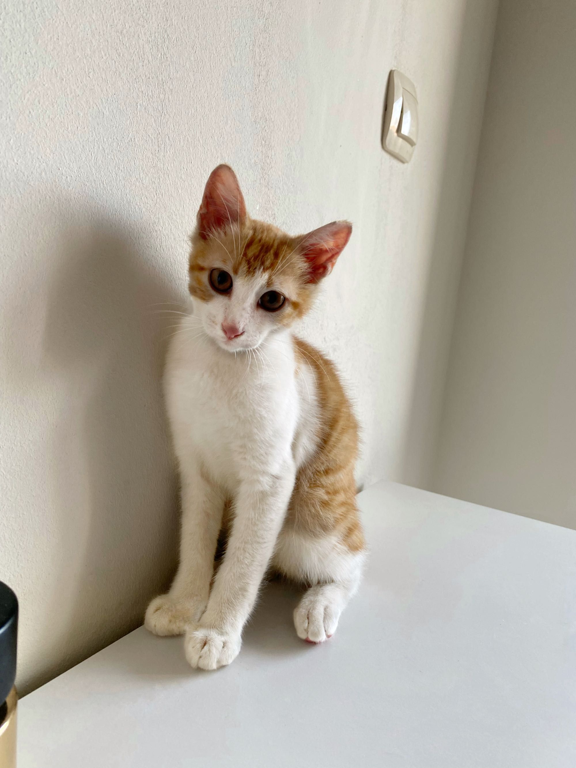 Момче котенце, на 3 месеца.