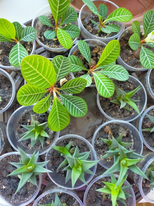 Распродажа. Молочай беложильчатый и хавортия.