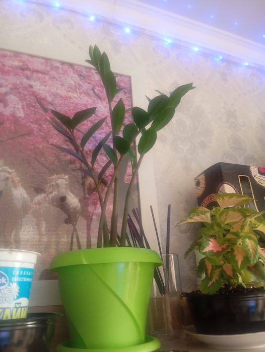 Цветы домашние, продам, от 1000, до3000т