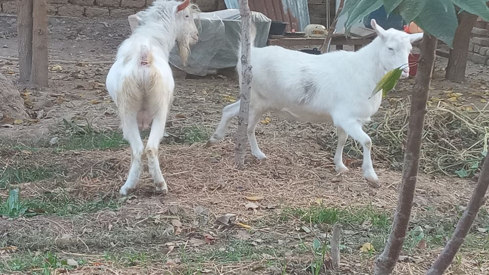 Оптом эчкилар  такалар