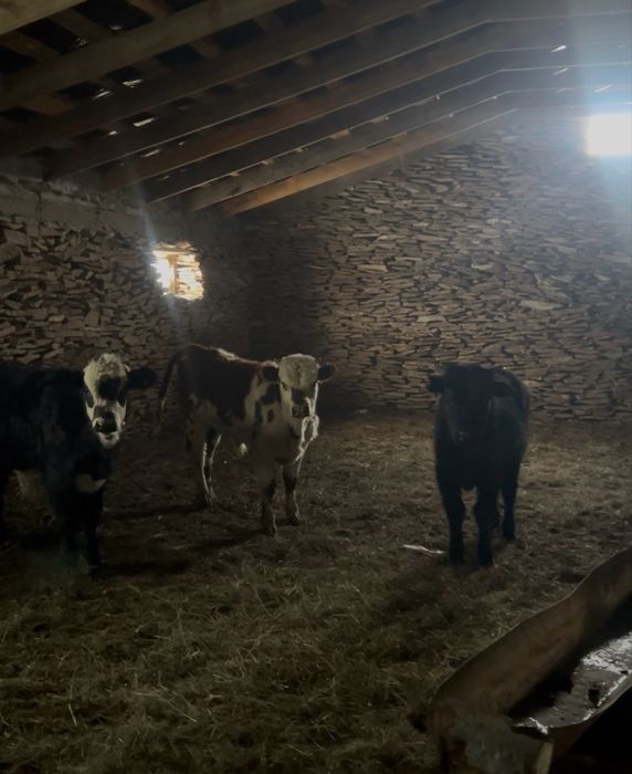 Патсос бұзаулао сатылады бычки быки патсос ангус белоголовый ак бас