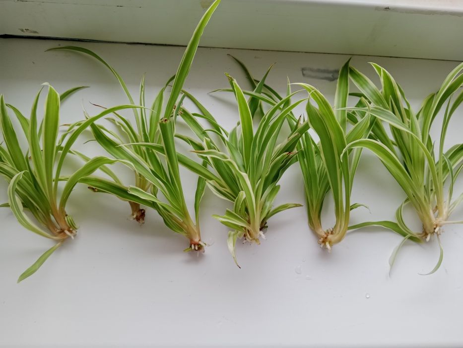Отростки  хлорофитум,  педилантус
