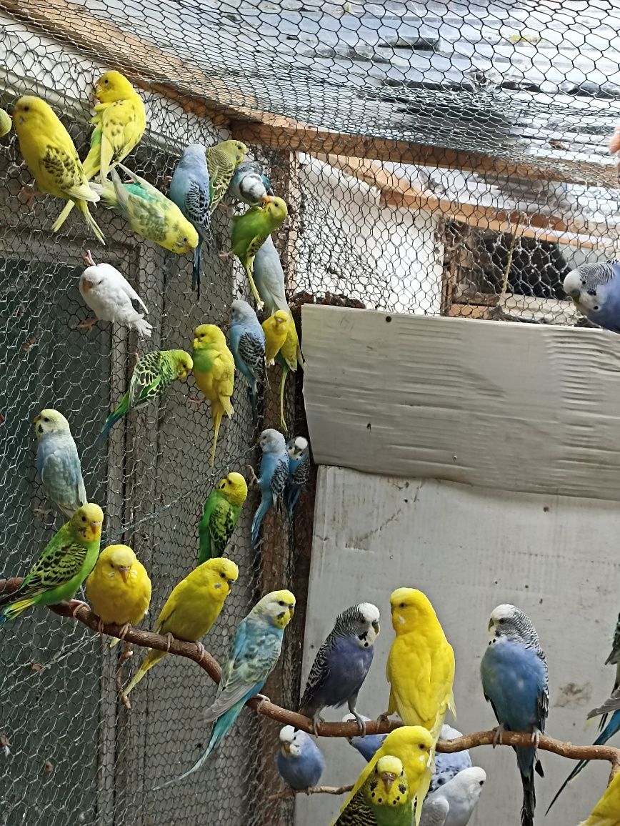 Papagali Peruși de toate culorile