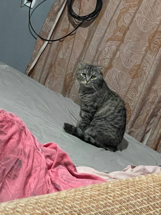 Mushuklar bervoramiz