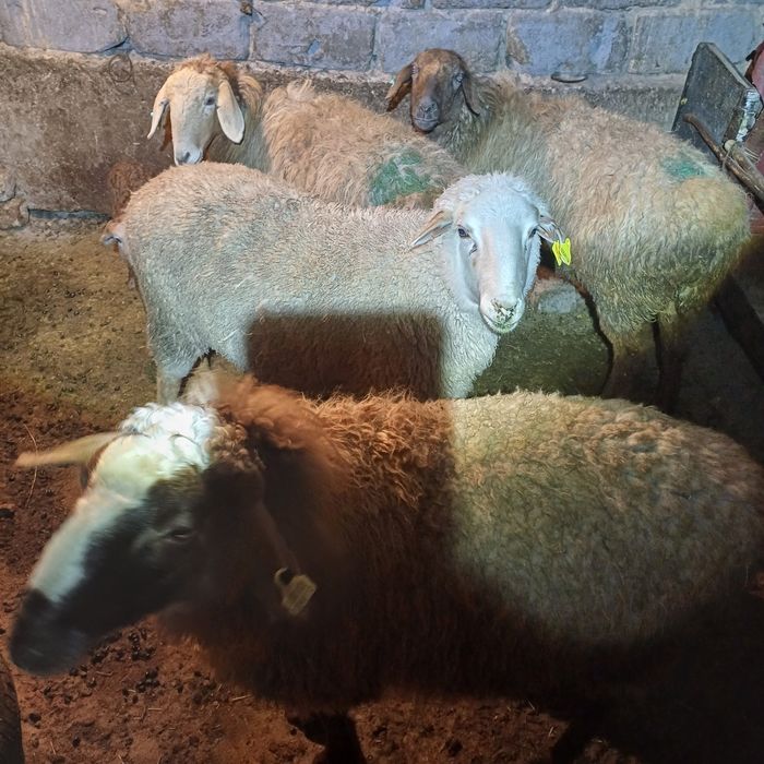 Кой,токты,сек сатылады